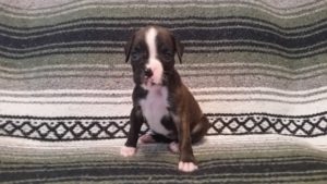 Dog Named Raven