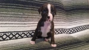 Dog Named Raven