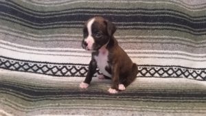 Dog Named Raven