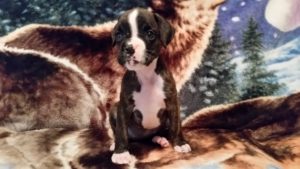 Raven 6 weeks