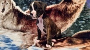 Dog Named Raven