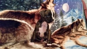 Dog Named Raven