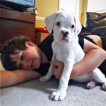 Aleka the Boxer Dog