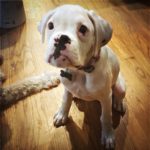 Aleka the Boxer Dog