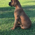 Boxer Puppy Named Deacon