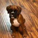 Boxer Puppy Named Deacon