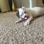 Boxer Dog Named Nati