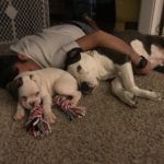 Boxer Dog Named Nati