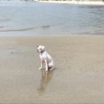 Boxer Dog Named Nati