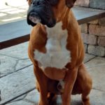 Boxer Dog Named Trekker