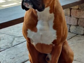 Boxer Dog Named Trekker