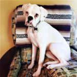 Aleka the Boxer Dog