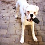 Aleka the Boxer Dog