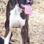 Boxer Puppy Named Diesel