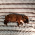 Boxer Named Sofie