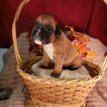 Boxer Named Sofie