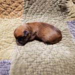 Boxer Named Sofie