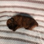 Puppy Named Deuce