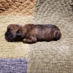 Puppy Named Deuce