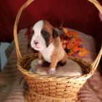 Puppy Named Minnie Pearl