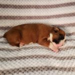 Puppy Named Minnie Pearl