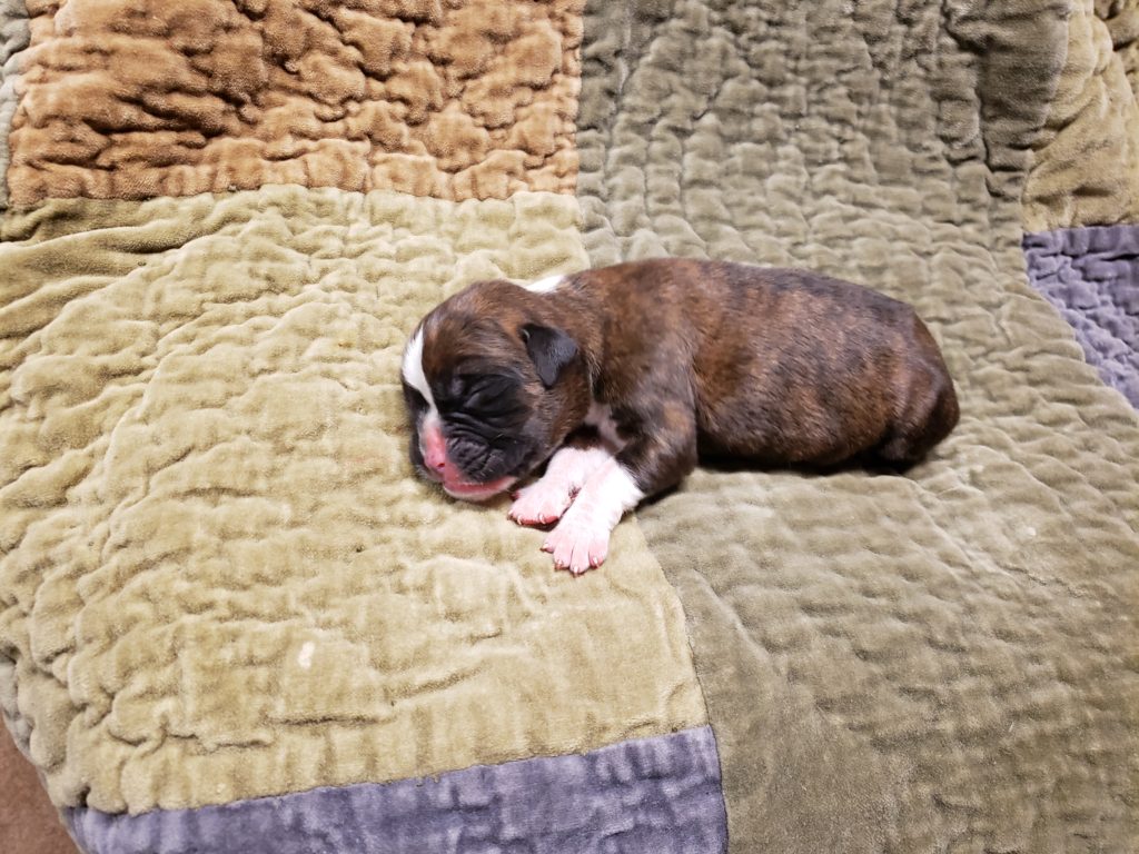 Dog Named Ranger