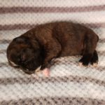 Puppy Named Maylee Mae