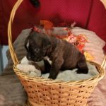 Puppy Named Maylee Mae