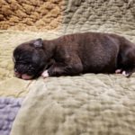 Puppy Named Maylee Mae