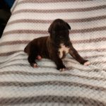 Dog Named Tank
