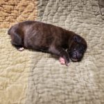 Boxer Named Tank