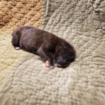 Boxer Named Tank