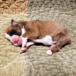 Puppy Named Minnie Pearl