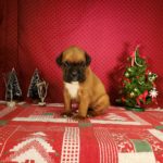 Boxer Named Sofie