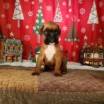 Boxer Named Sofie