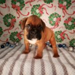 Boxer Named Sofie