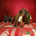 Puppy Named Deuce