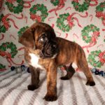 Puppy Named Deuce