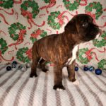 Puppy Named Maylee Mae