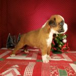 Puppy Named Minnie Pearl