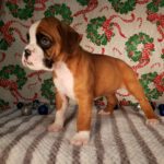 Puppy Named Minnie Pearl