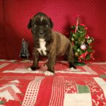 Puppy Named Maylee Mae
