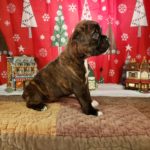 Puppy Named Maylee Mae