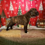 Dog Named Tank