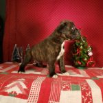 Dog Named Tank