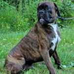 Boxer Named Tank