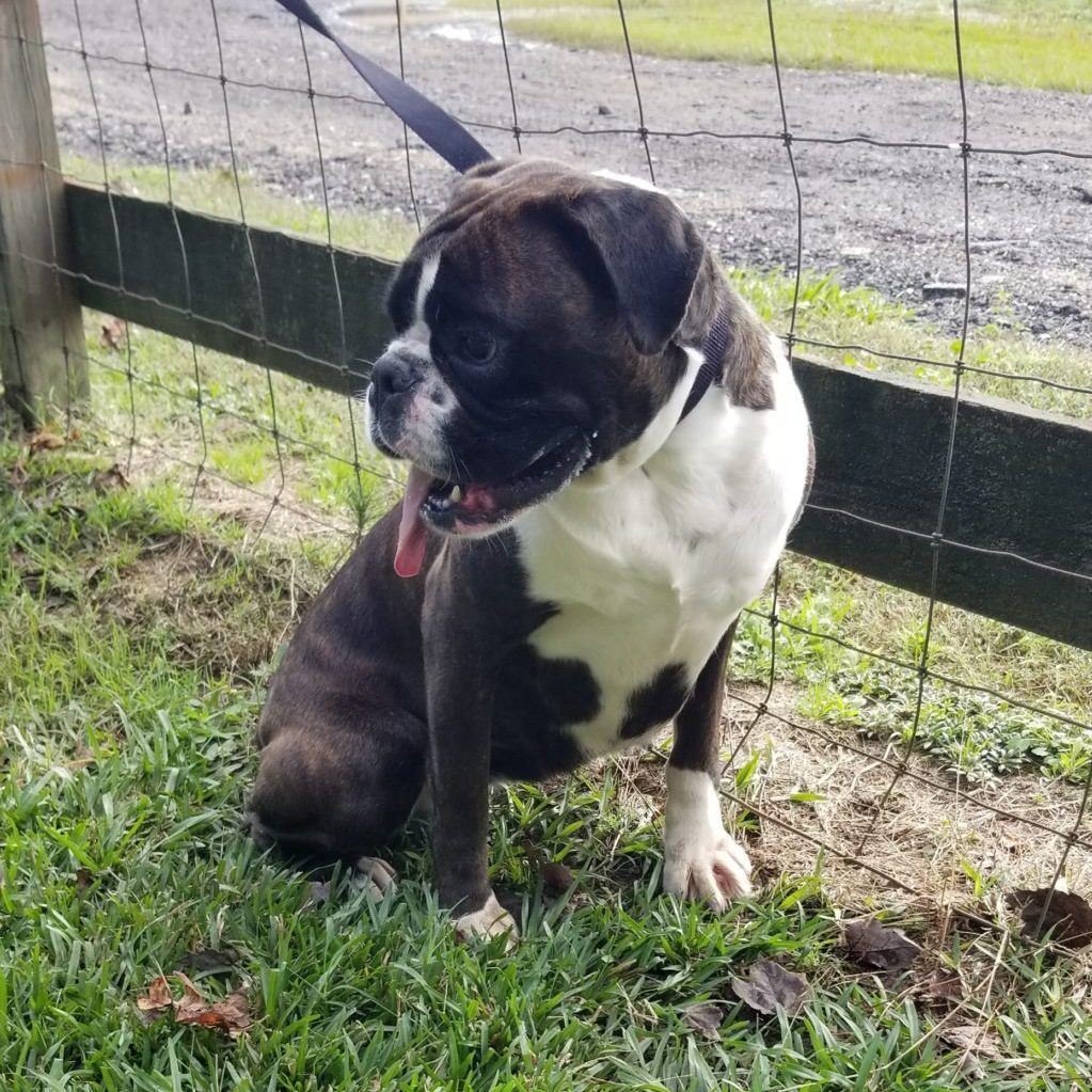 Telsa Boxer Named Tesla