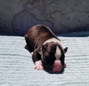 Boxer Dog Named Luke