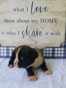 Boxer Dog Named Blaze