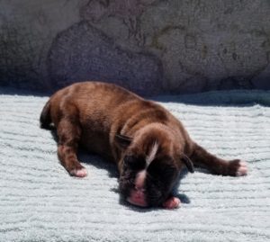 Boxer Puppy Named Sidney